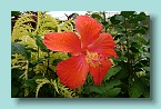 Bora Bora Hibiscus Dew
